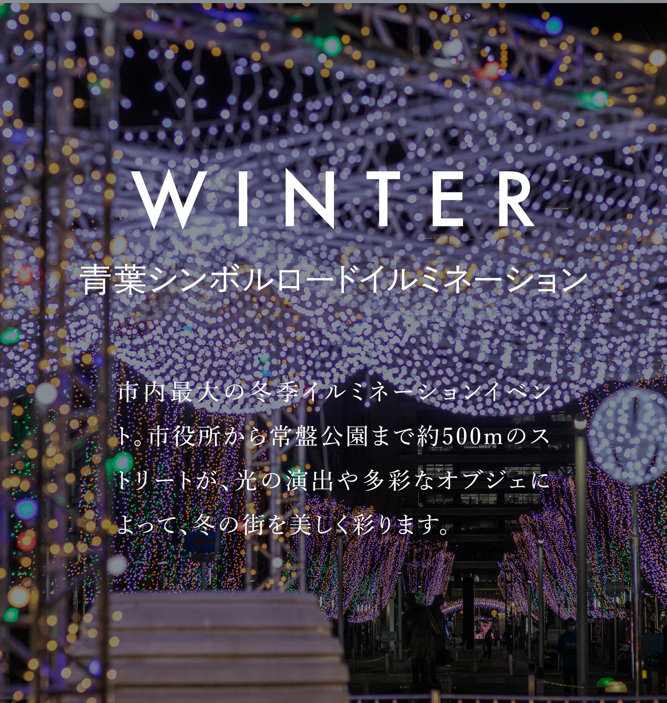 WINTER　青葉シンボルロードイルミネーション　市内最大の冬季イルミネーションイベント。市役所から常盤公園まで約500mのストリートが、光の演出や多彩なオブジェによって、冬の街を美しく彩ります。