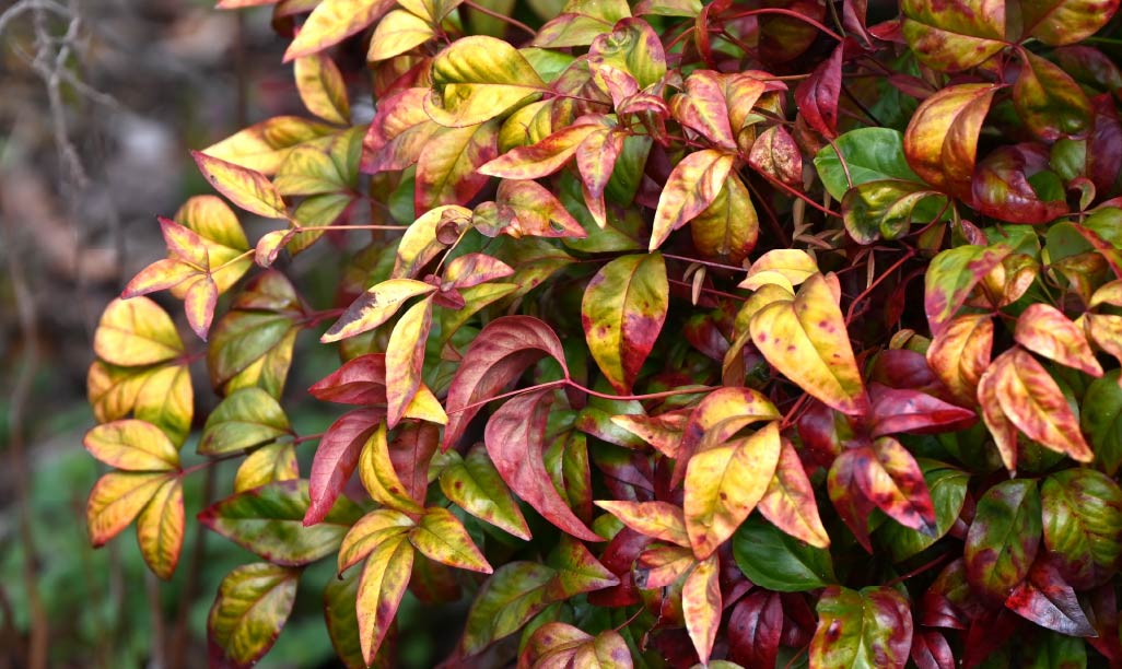 オタフクナンテン