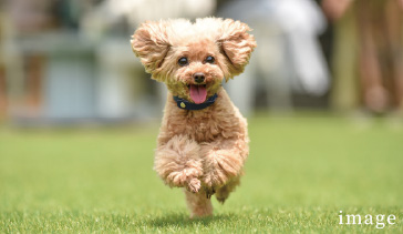 ペット飼育可（小型のみ）